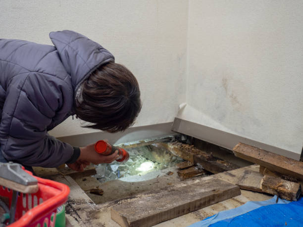  Beacon Square, FL Mold Removal Pros