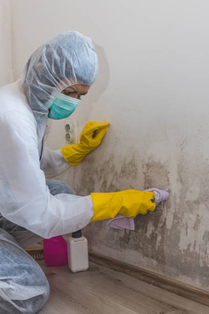 Best Mold Odor Removal Services  in Beacon Square, FL