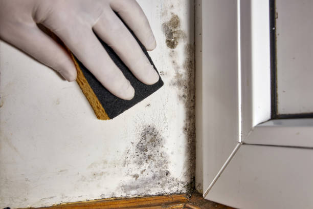 Best Black Mold Removal  in Beacon Square, FL